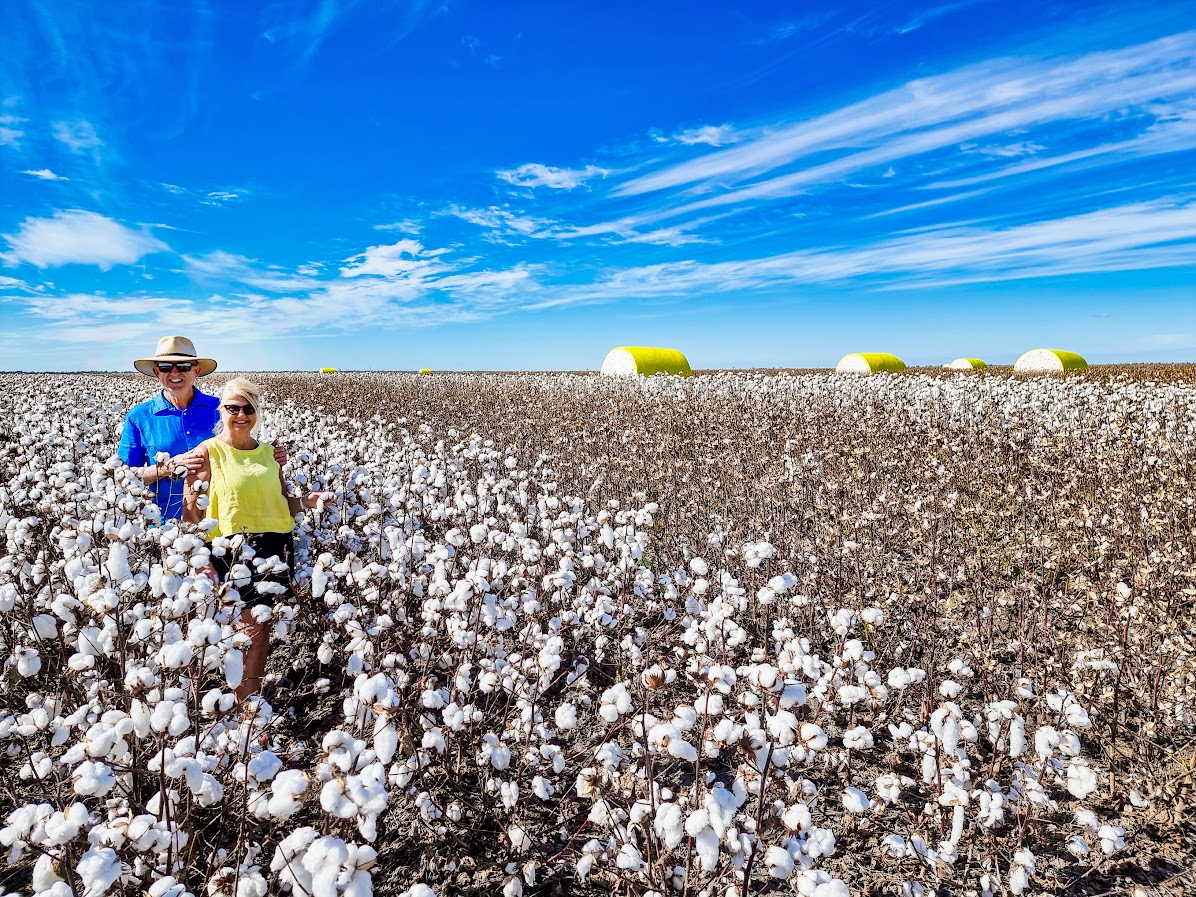 Cotton farm