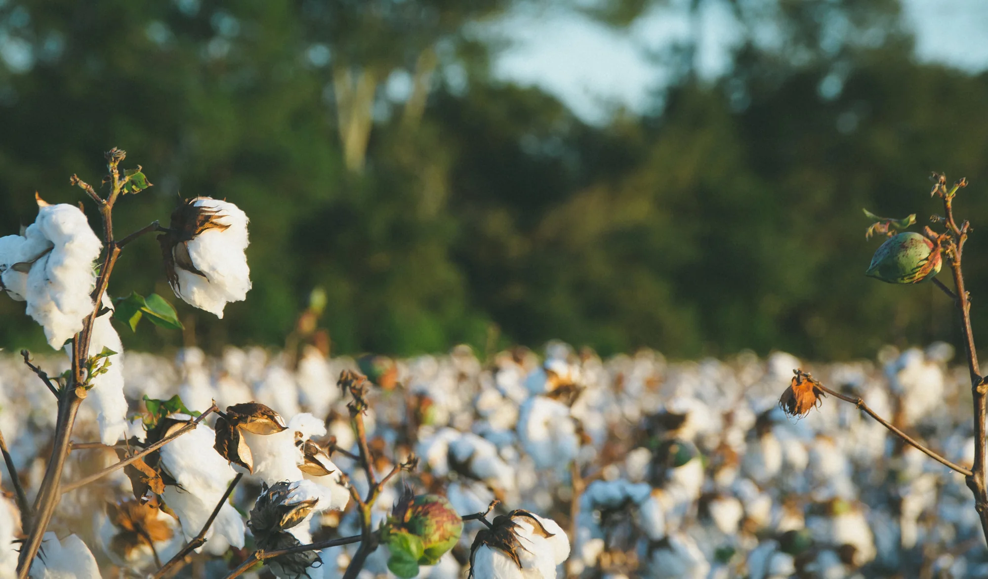 Goondiwindi Cotton apparel and lifestyle imagery